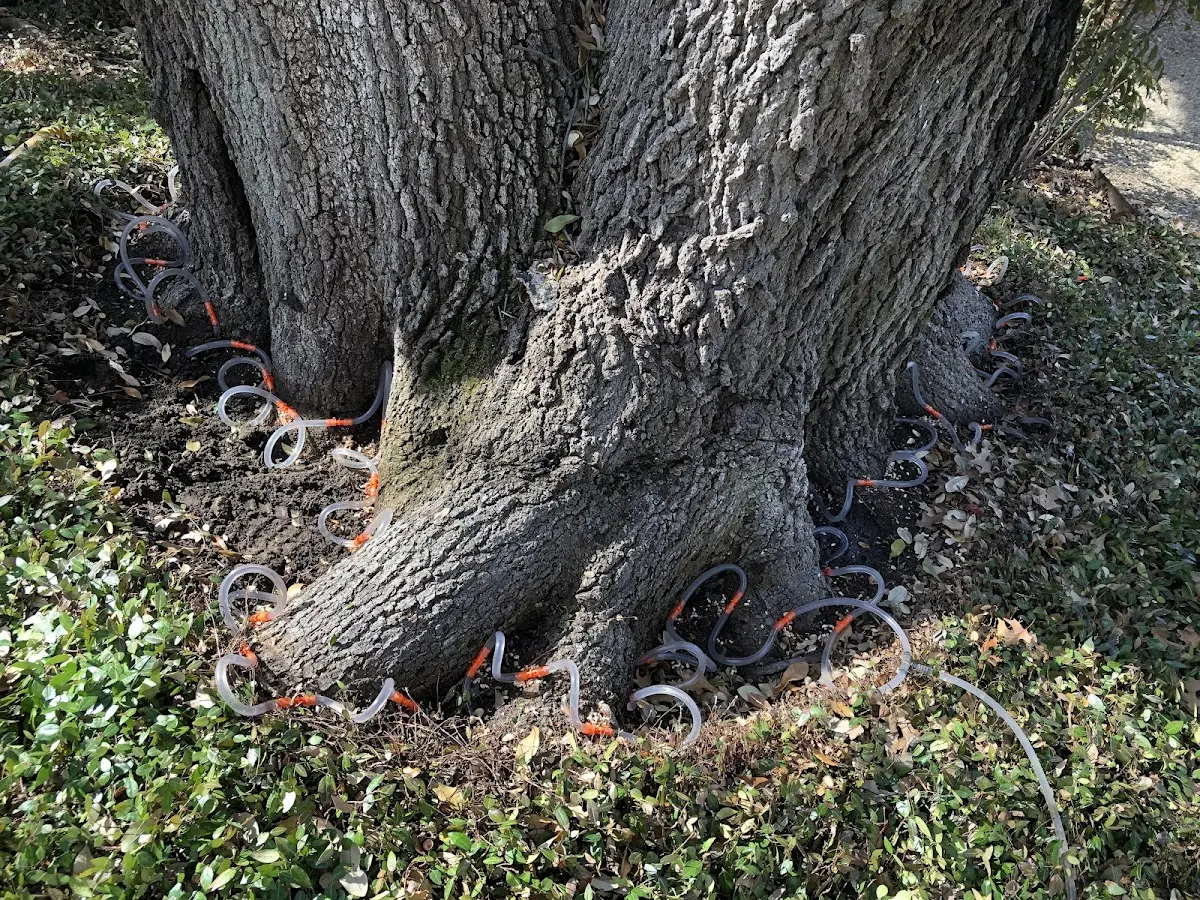 Detailed Tree Cabling and Bracing job site in Carmel